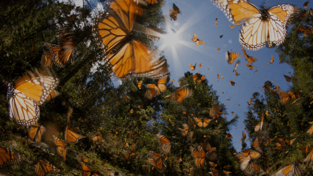 A sea of butterflies flying in the woods in broad daylight.